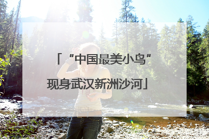 “中国最美小鸟”现身武汉新洲沙河