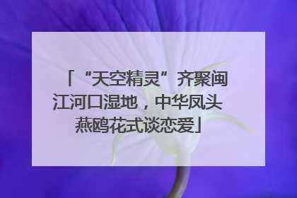 “天空精灵”齐聚闽江河口湿地，中华凤头燕鸥花式谈恋爱
