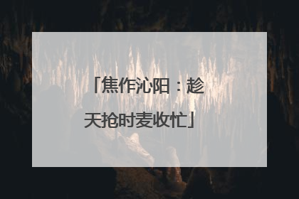 焦作沁阳：趁天抢时麦收忙
