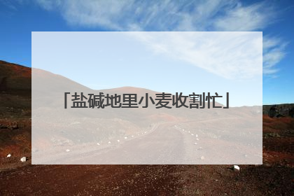 盐碱地里小麦收割忙