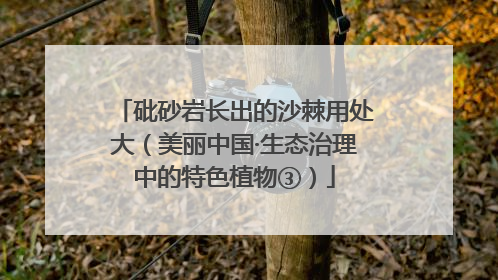 砒砂岩长出的沙棘用处大（美丽中国·生态治理中的特色植物③）