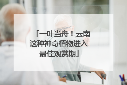 一叶当舟！云南这种神奇植物进入最佳观赏期