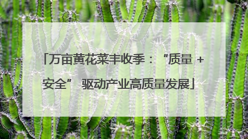 万亩黄花菜丰收季：“质量 + 安全” 驱动产业高质量发展