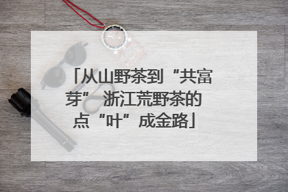 从山野茶到“共富芽” 浙江荒野茶的点“叶”成金路