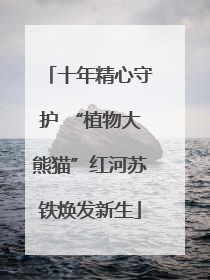 十年精心守护 “植物大熊猫”红河苏铁焕发新生