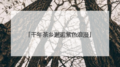千年茶乡邂逅紫色浪漫
