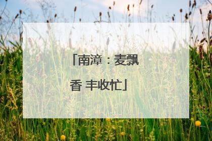 南漳：麦飘香 丰收忙