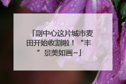 副中心这片城市麦田开始收割啦！“丰”景美如画~