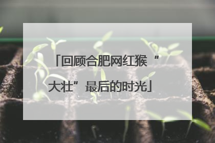 回顾合肥网红猴“大壮”最后的时光