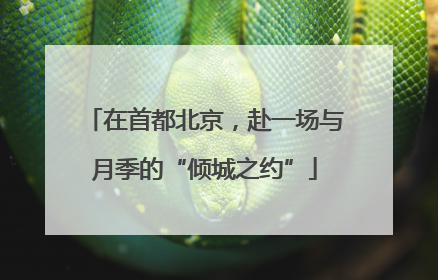在首都北京，赴一场与月季的“倾城之约”
