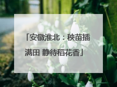 安徽淮北：秧苗插满田 静待稻花香