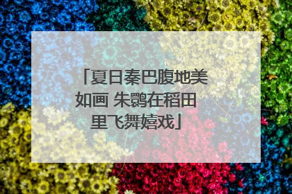 夏日秦巴腹地美如画 朱鹮在稻田里飞舞嬉戏