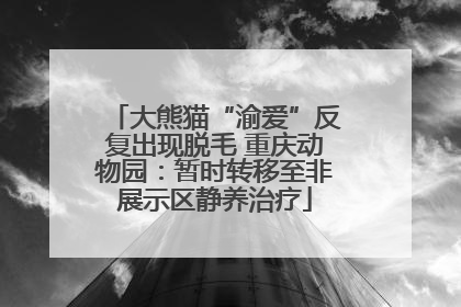 大熊猫“渝爱”反复出现脱毛 重庆动物园：暂时转移至非展示区静养治疗