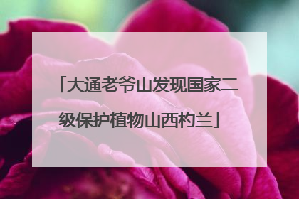 大通老爷山发现国家二级保护植物山西杓兰