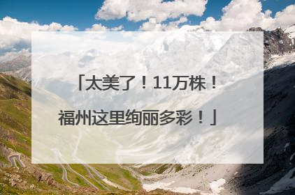 太美了！11万株！福州这里绚丽多彩！