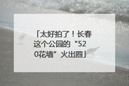 太好拍了！长春这个公园的“520花墙”火出圈