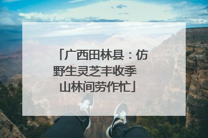 广西田林县：仿野生灵芝丰收季 山林间劳作忙