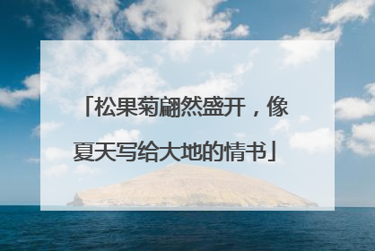 松果菊翩然盛开，像夏天写给大地的情书