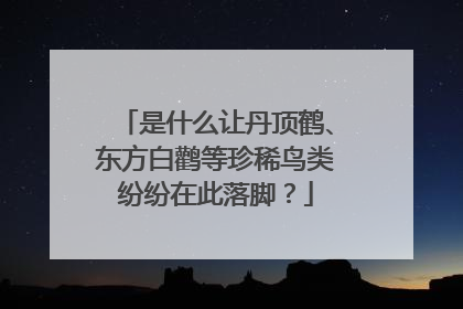 是什么让丹顶鹤、东方白鹳等珍稀鸟类纷纷在此落脚？