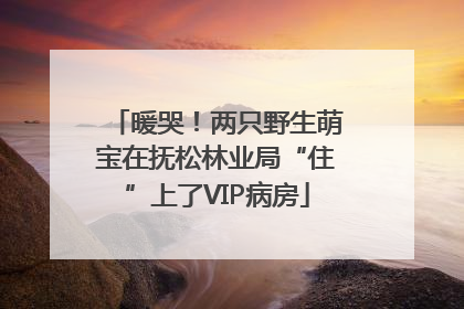 暖哭！两只野生萌宝在抚松林业局“住”上了VIP病房