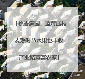 桃香满园、蓝莓压枝 麦熟时节水果也丰收 产业路宽富农家