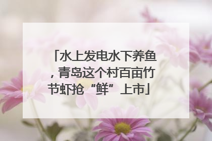 水上发电水下养鱼，青岛这个村百亩竹节虾抢“鲜”上市