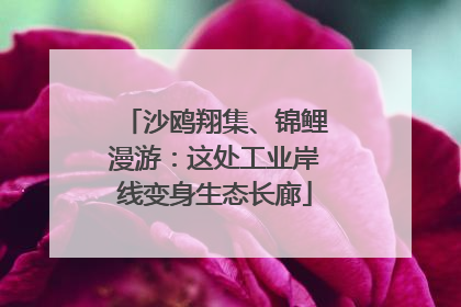 沙鸥翔集、锦鲤漫游：这处工业岸线变身生态长廊