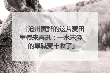 沧州黄骅的这片麦田里传来喜讯：一水未浇的旱碱麦丰收了