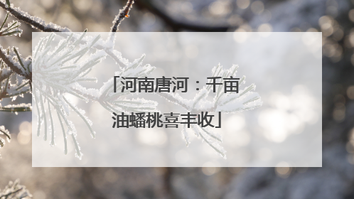 河南唐河：千亩油蟠桃喜丰收