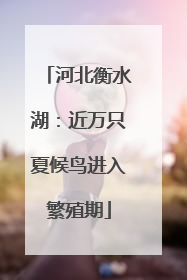 河北衡水湖：近万只夏候鸟进入繁殖期