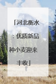 河北衡水：优质新品种小麦迎来丰收