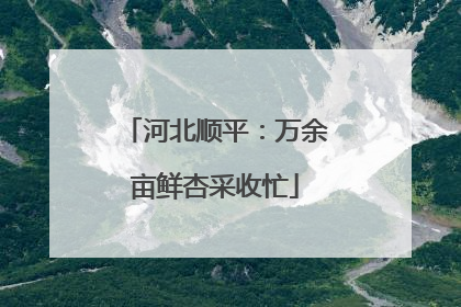 河北顺平：万余亩鲜杏采收忙