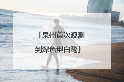泉州首次观测到深色型白鹭