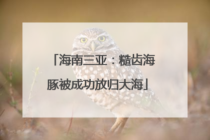 海南三亚：糙齿海豚被成功放归大海