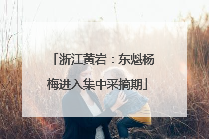 浙江黄岩：东魁杨梅进入集中采摘期