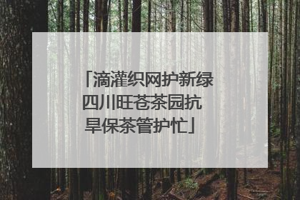 滴灌织网护新绿 四川旺苍茶园抗旱保茶管护忙