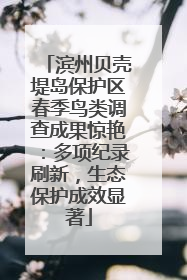 滨州贝壳堤岛保护区春季鸟类调查成果惊艳：多项纪录刷新，生态保护成效显著