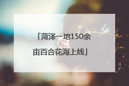 菏泽一地150余亩百合花海上线