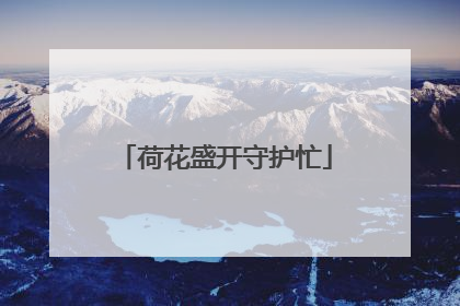 荷花盛开守护忙