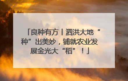 良种有方丨泗洪大地“种”出美妙，铺就农业发展金光大“稻”！