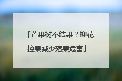 芒果树不结果？抑花控果减少落果危害