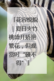 花容悦貌｜夏日夹竹桃盛开娇艳繁花，但观赏时“碰不得”
