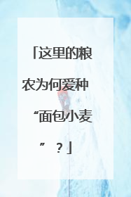这里的粮农为何爱种“面包小麦”？