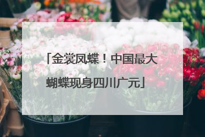 金裳凤蝶！中国最大蝴蝶现身四川广元