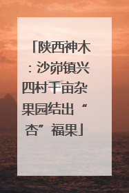 陕西神木：沙峁镇兴四村千亩杂果园结出“杏”福果