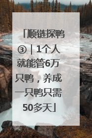 顺链探鸭③｜1个人就能管6万只鸭，养成一只鸭只需50多天