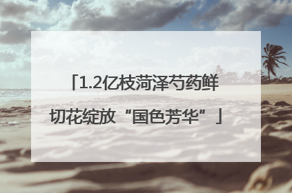 1.2亿枝菏泽芍药鲜切花绽放“国色芳华”