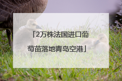 2万株法国进口葡萄苗落地青岛空港