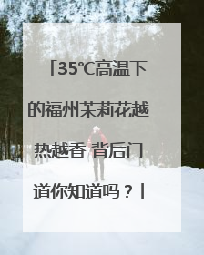 35℃高温下的福州茉莉花越热越香 背后门道你知道吗？