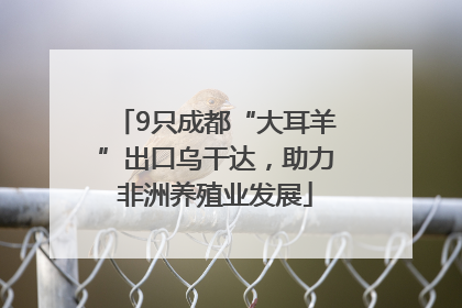 9只成都“大耳羊”出口乌干达，助力非洲养殖业发展